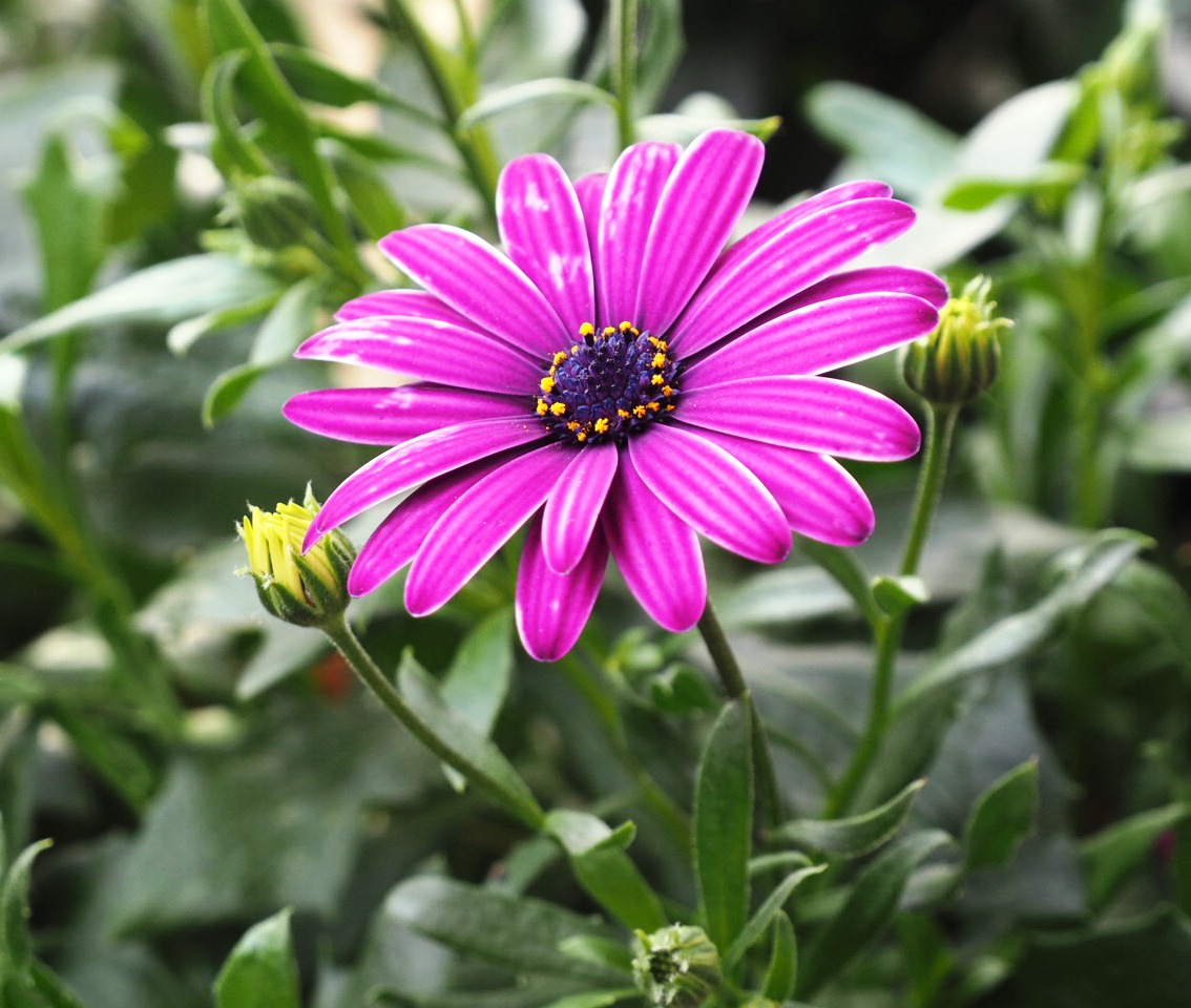 Blume auf dem Balkon