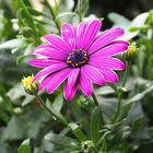 Blume auf dem Balkon