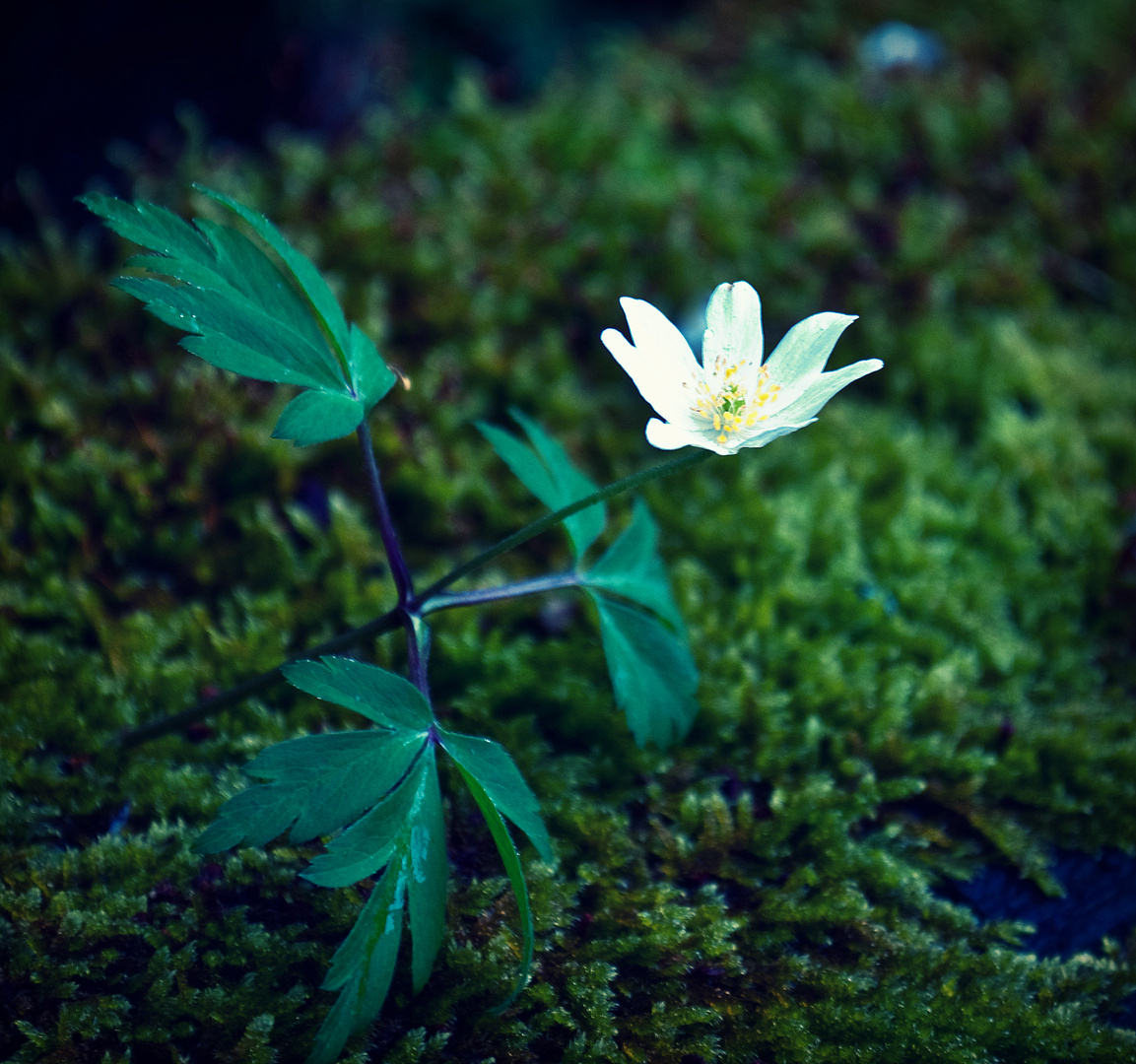 Blume auf dem Moos