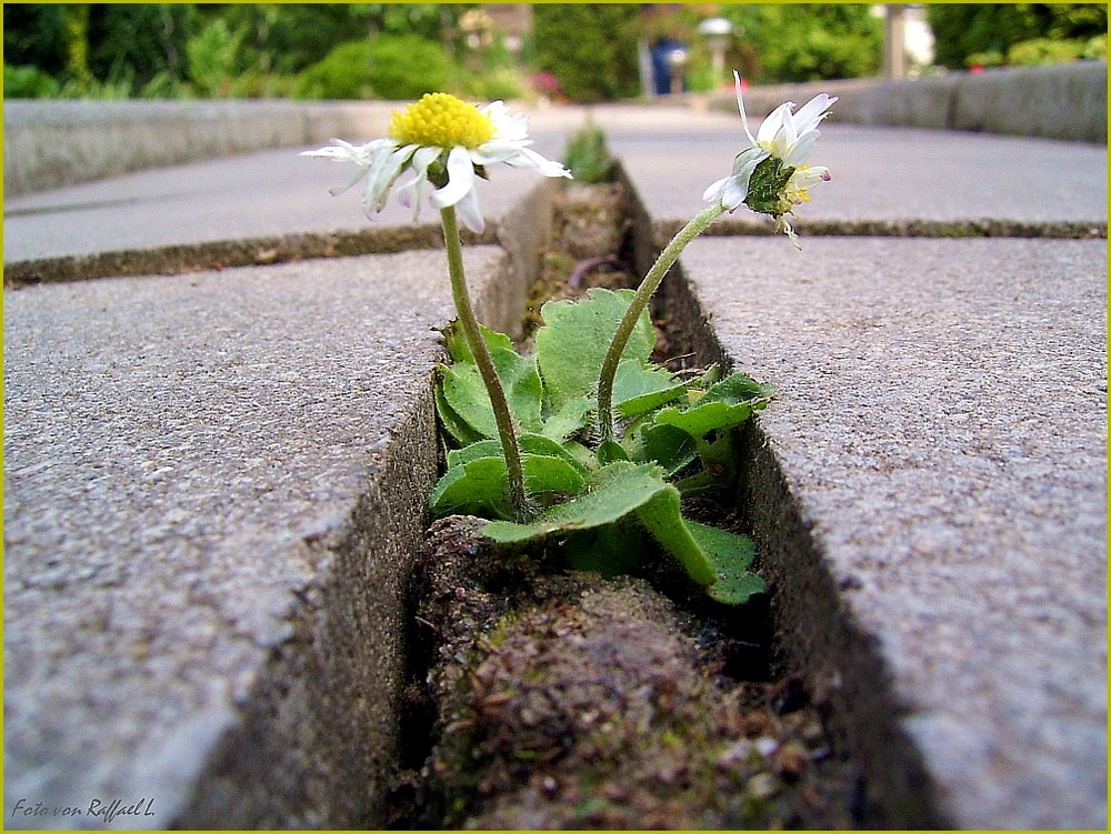 Blume auf dem Weg