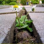 Blume auf dem Weg