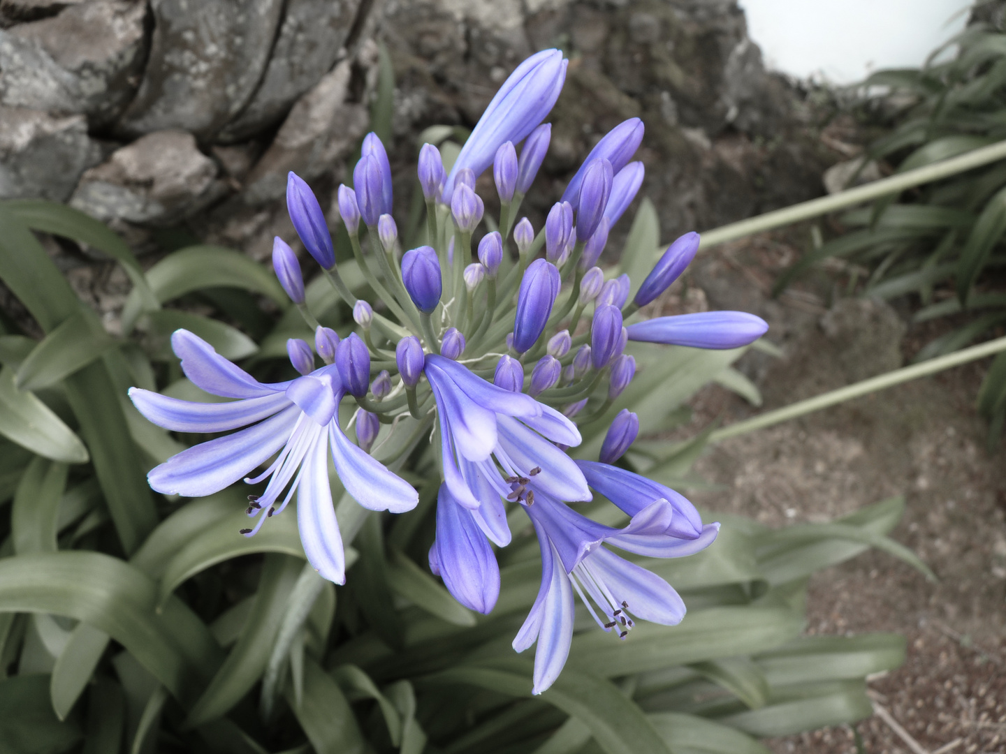 Blume auf den Azoren