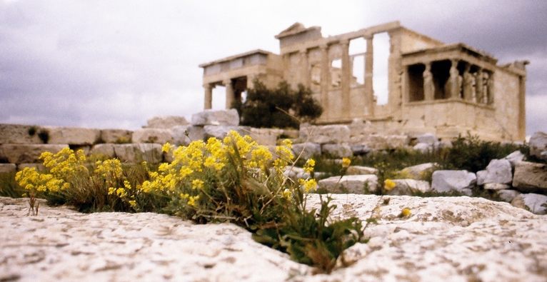 Blume auf der Akropolis