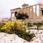 Blume auf der Akropolis