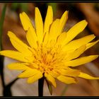 Blume auf der Almwiese