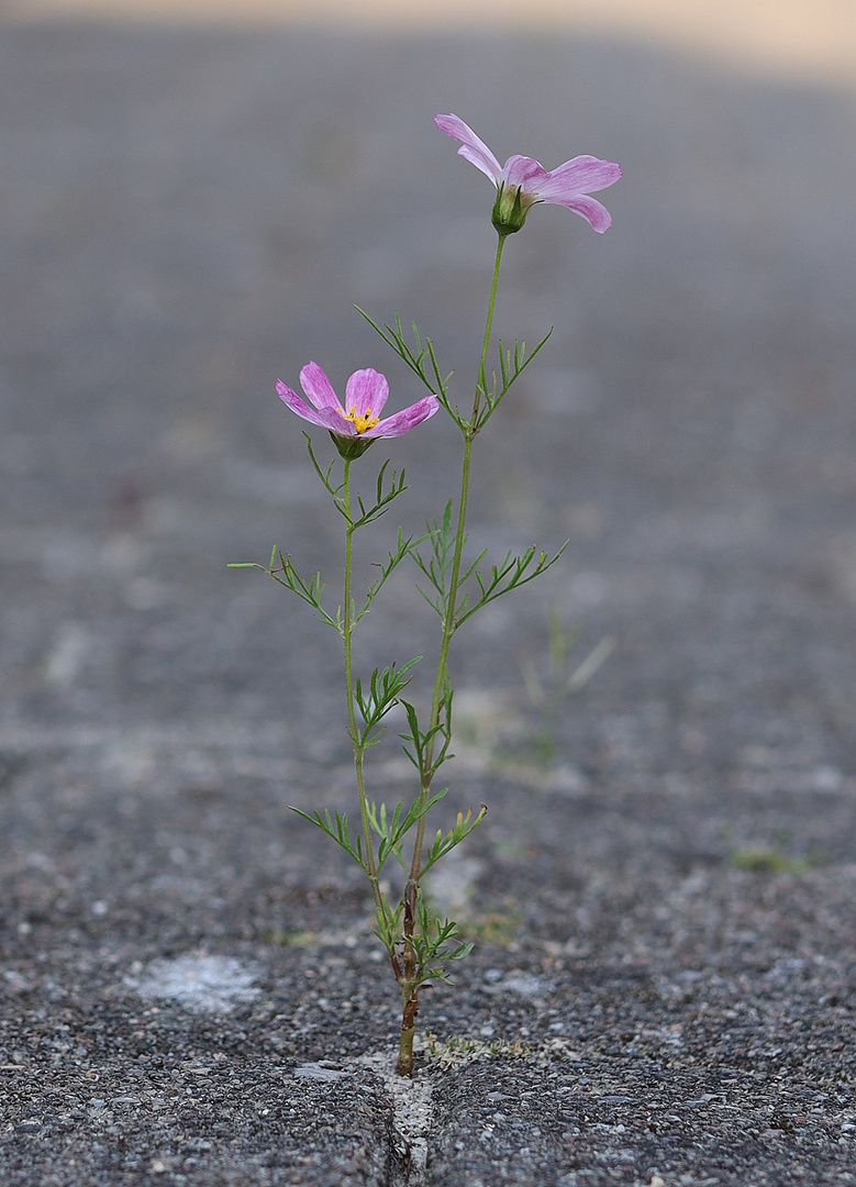 Blume auf der Auffahrt