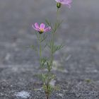 Blume auf der Auffahrt