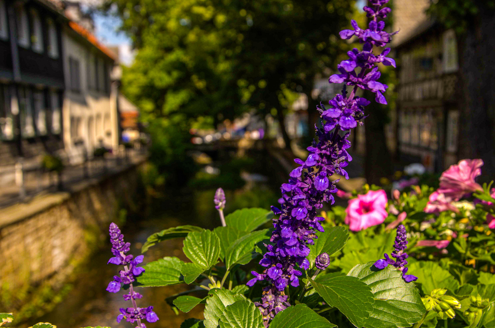 Blume auf der Brücke