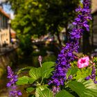 Blume auf der Brücke