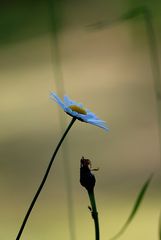 "Blume auf der Kirchbergalm"