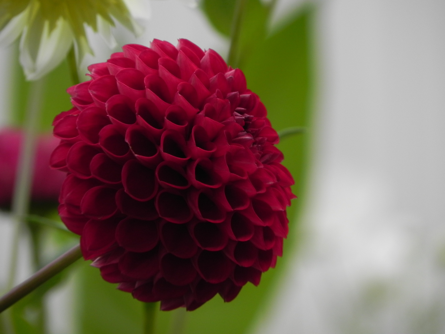 Blume auf der landesgartenschau