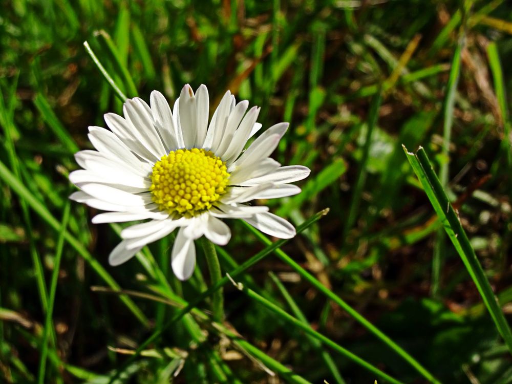 Blume auf der Wiese 4