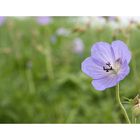 Blume auf der Wiese