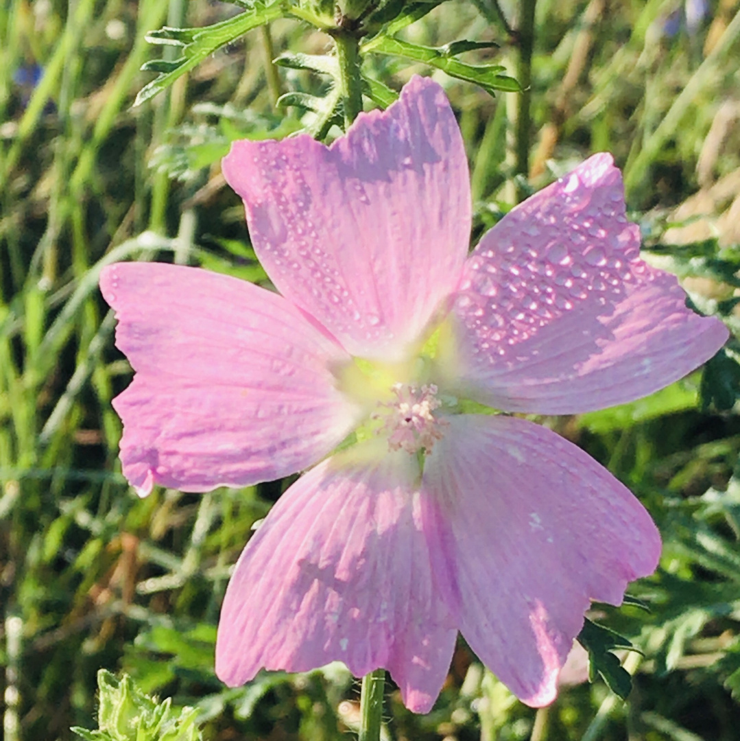 Blume auf der Wiese 