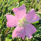 Blume auf der Wiese 