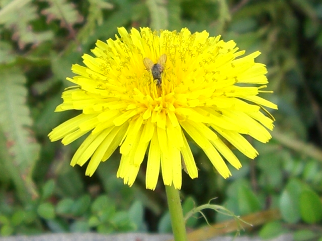 Blume auf der Wiese