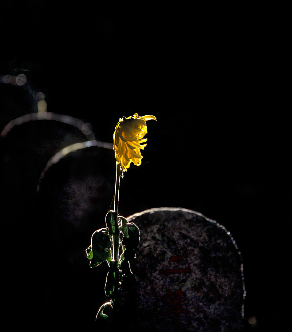 Blume auf einem Grab