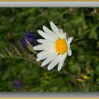 Blume auf einer Alpwiese im Wallis