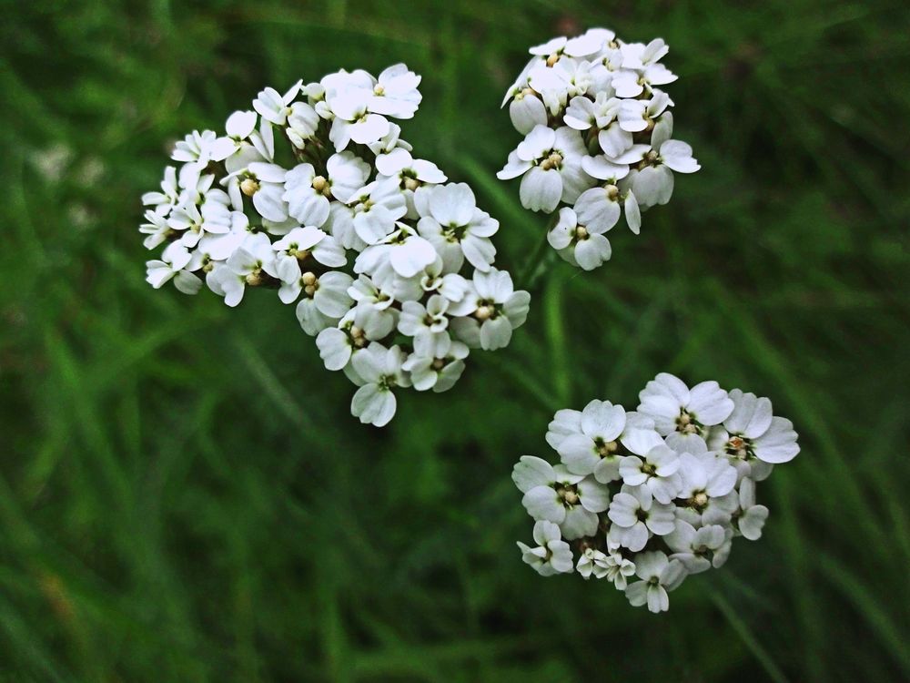 Blume auf einer Wiese 1