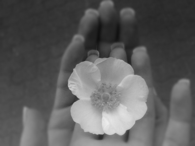 Blume auf händen