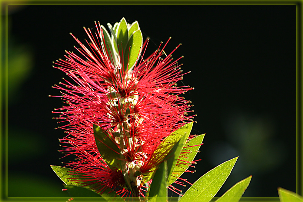 Blume auf Korfu