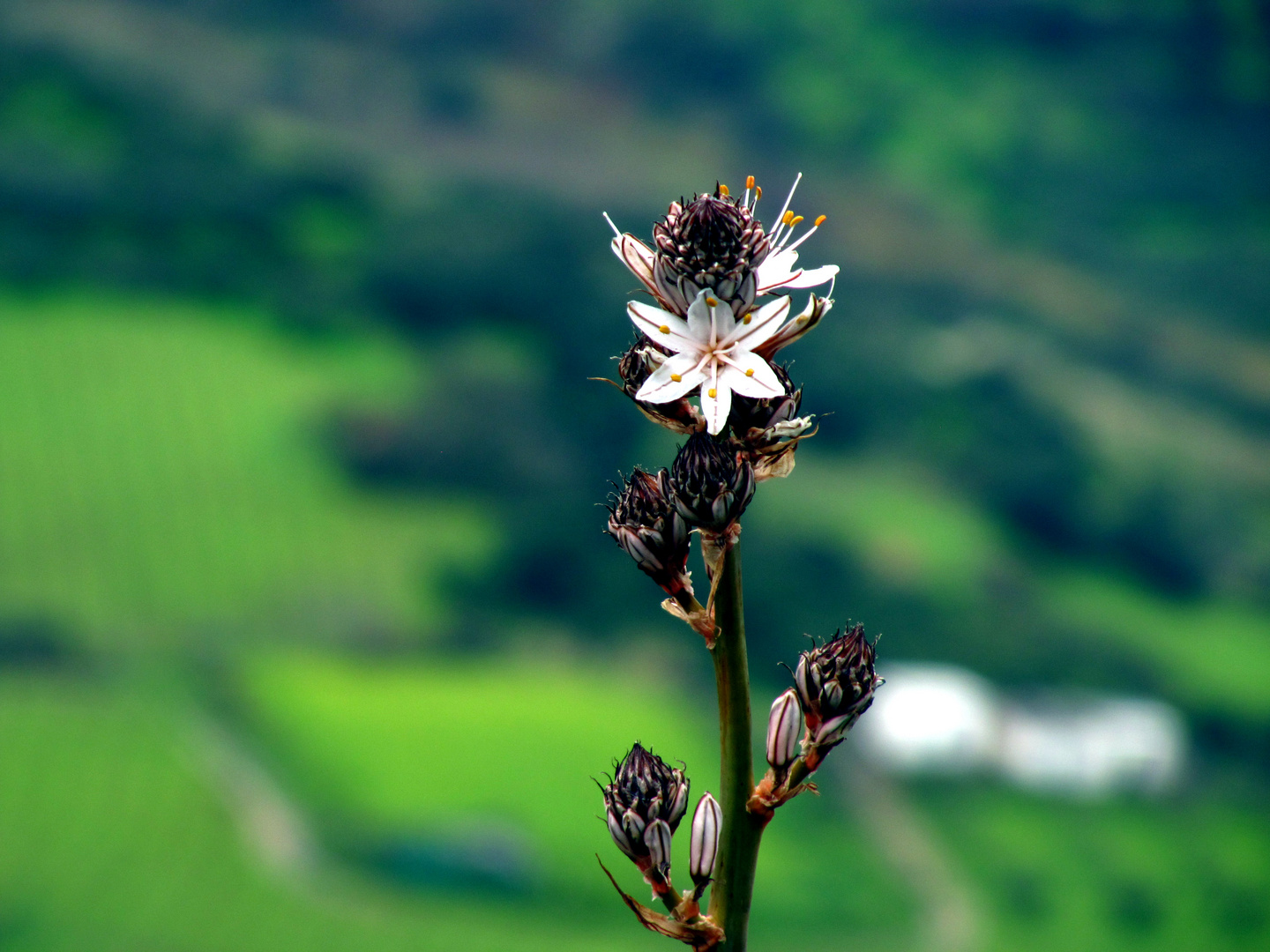 Blume auf Kreta.. :)