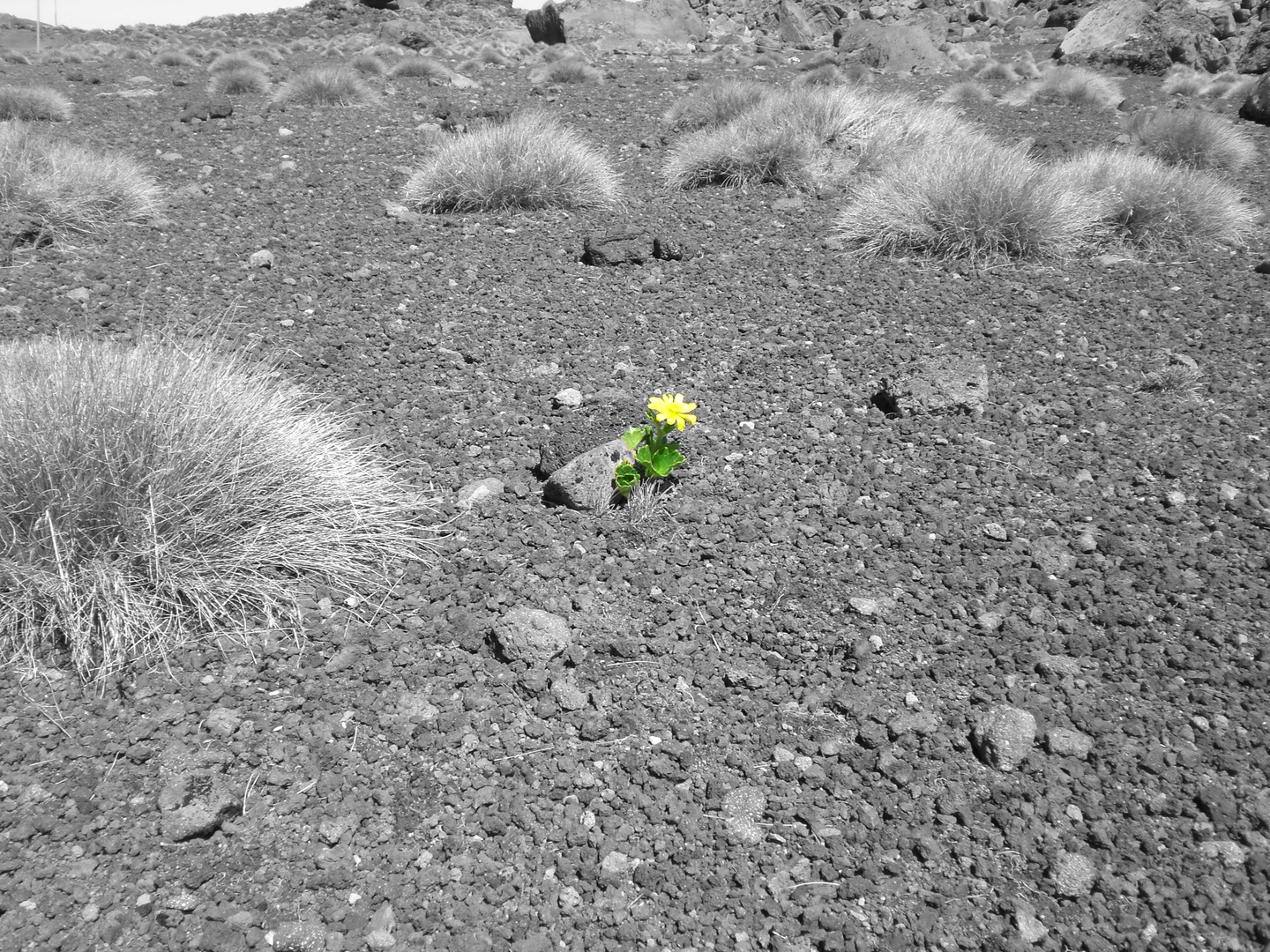 Blume auf Lavafeld