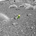 Blume auf Lavafeld