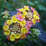 Blume auf Madeira