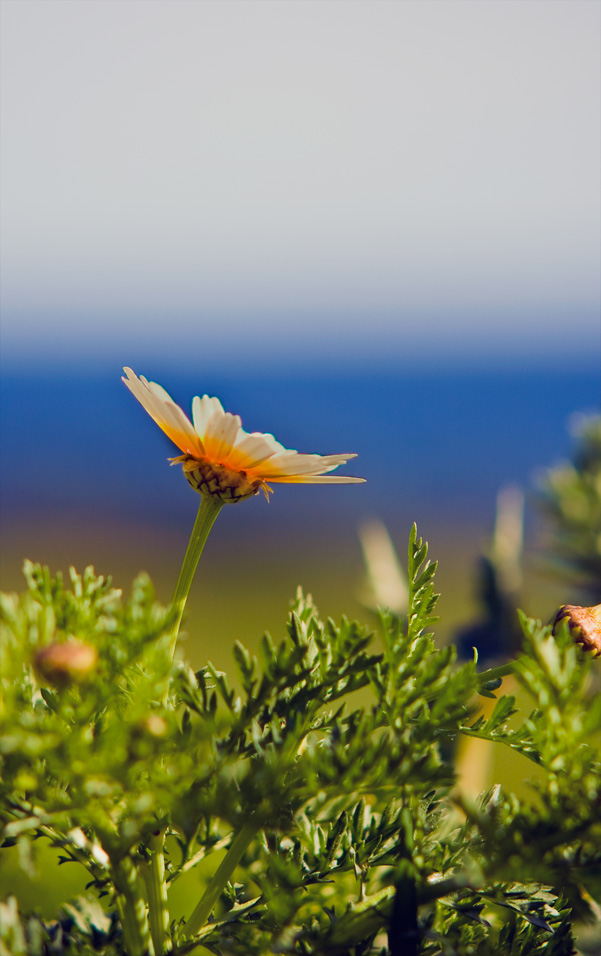 Blume auf Mallorca