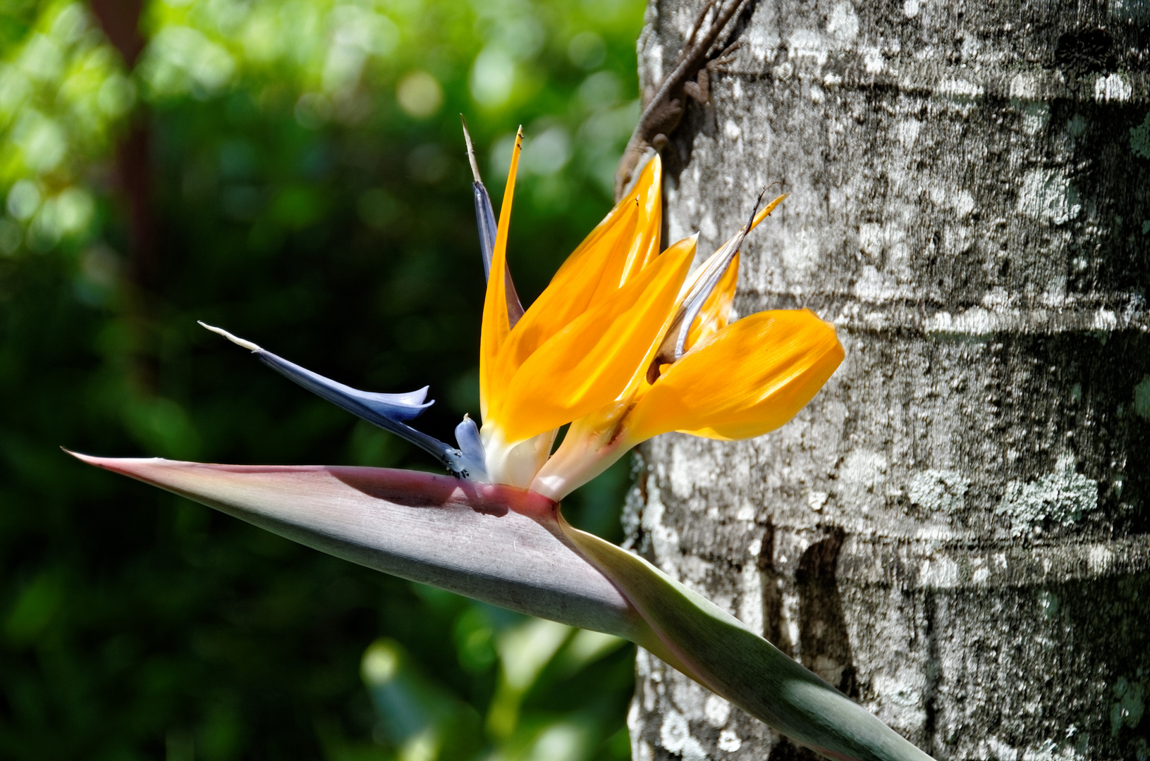 Blume auf Maui