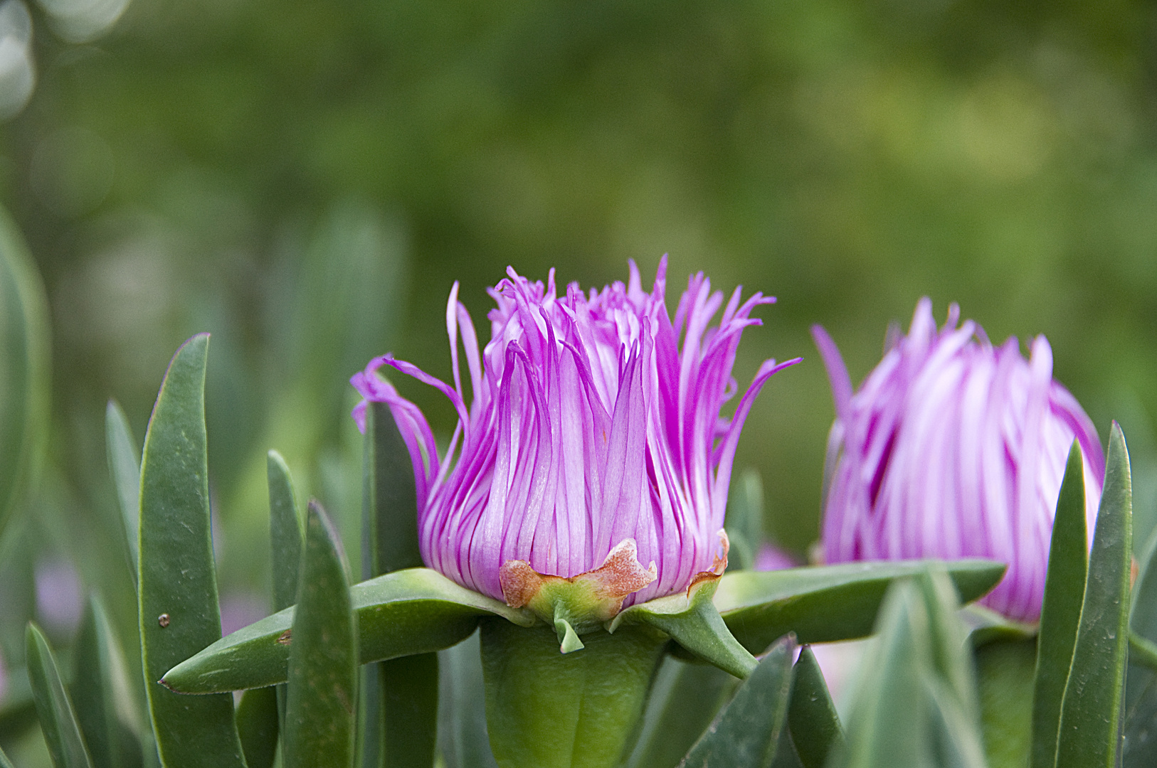 Blume auf Molat