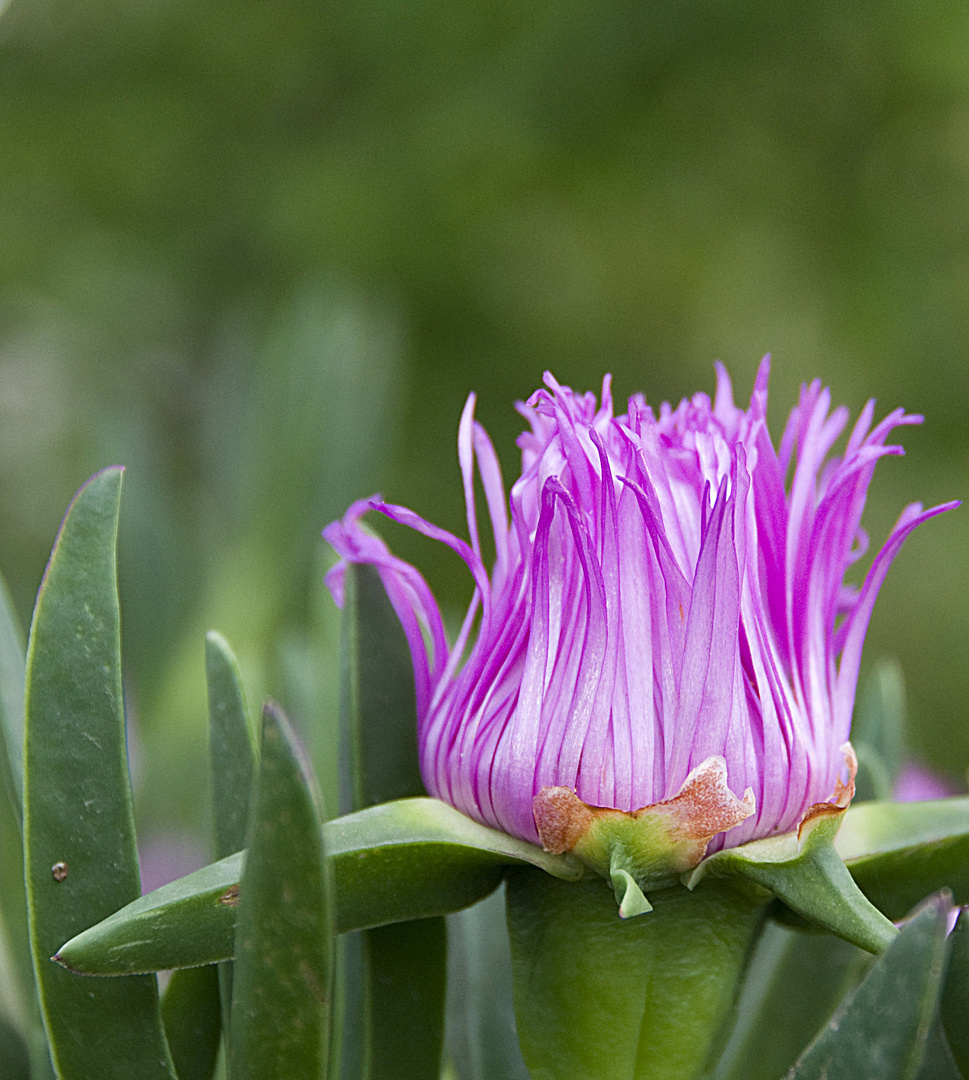 Blume auf Molat - Ausschnitt