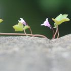 Blume auf Stein