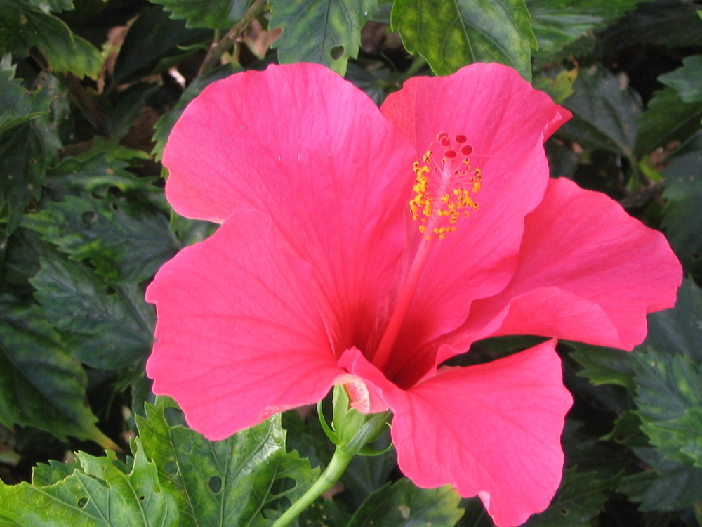 Blume auf Teneriffa