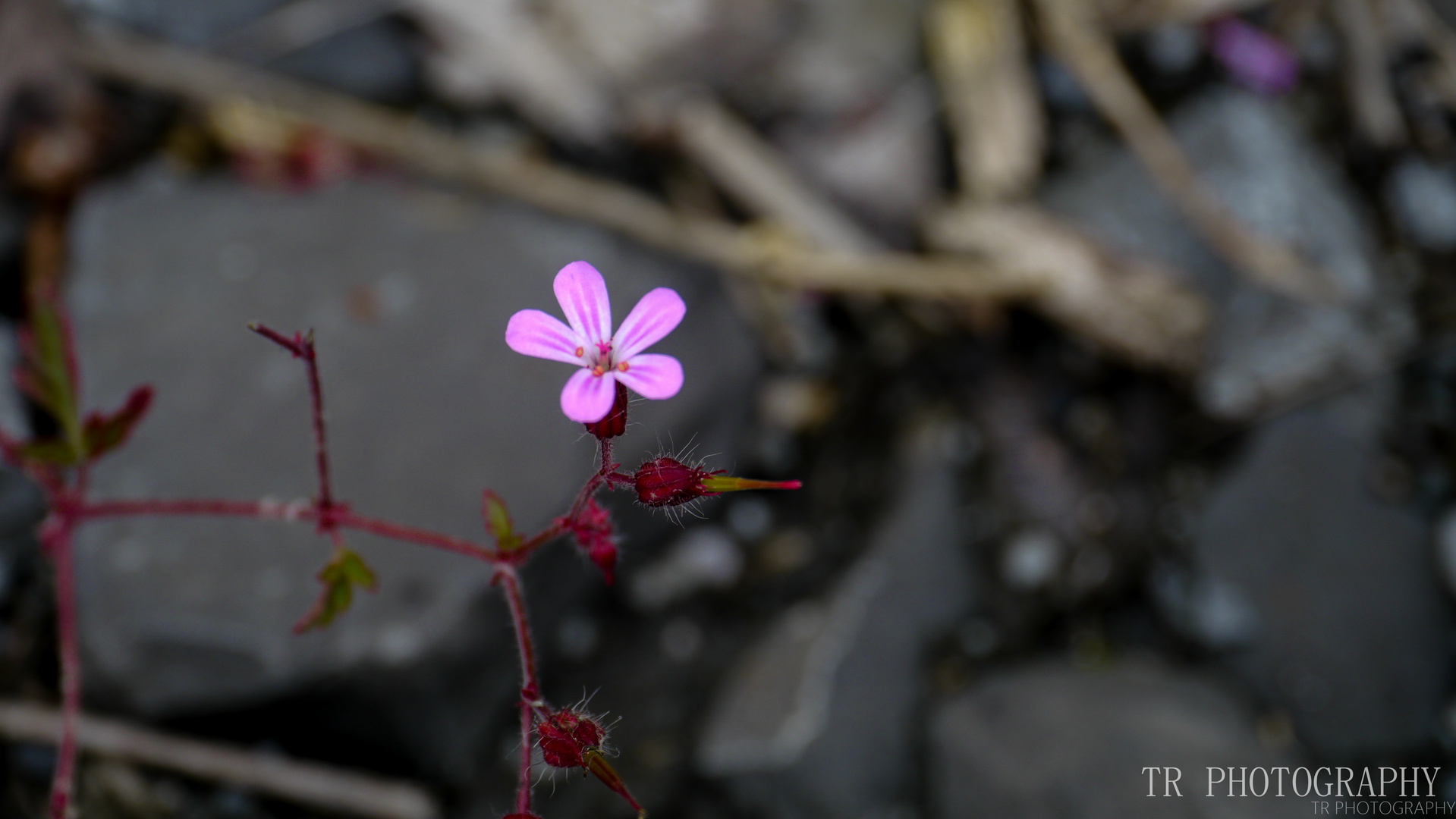 Blume auf Zeche Zollverein