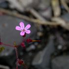 Blume auf Zeche Zollverein