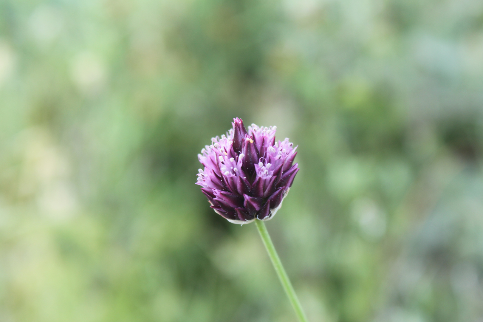 Blume auf Zypern