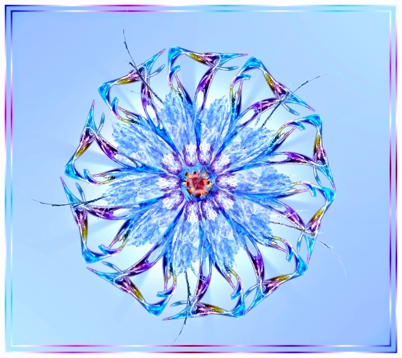 Blume aus dem Apoland.jpg