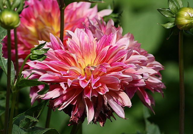 Blume aus dem Garten