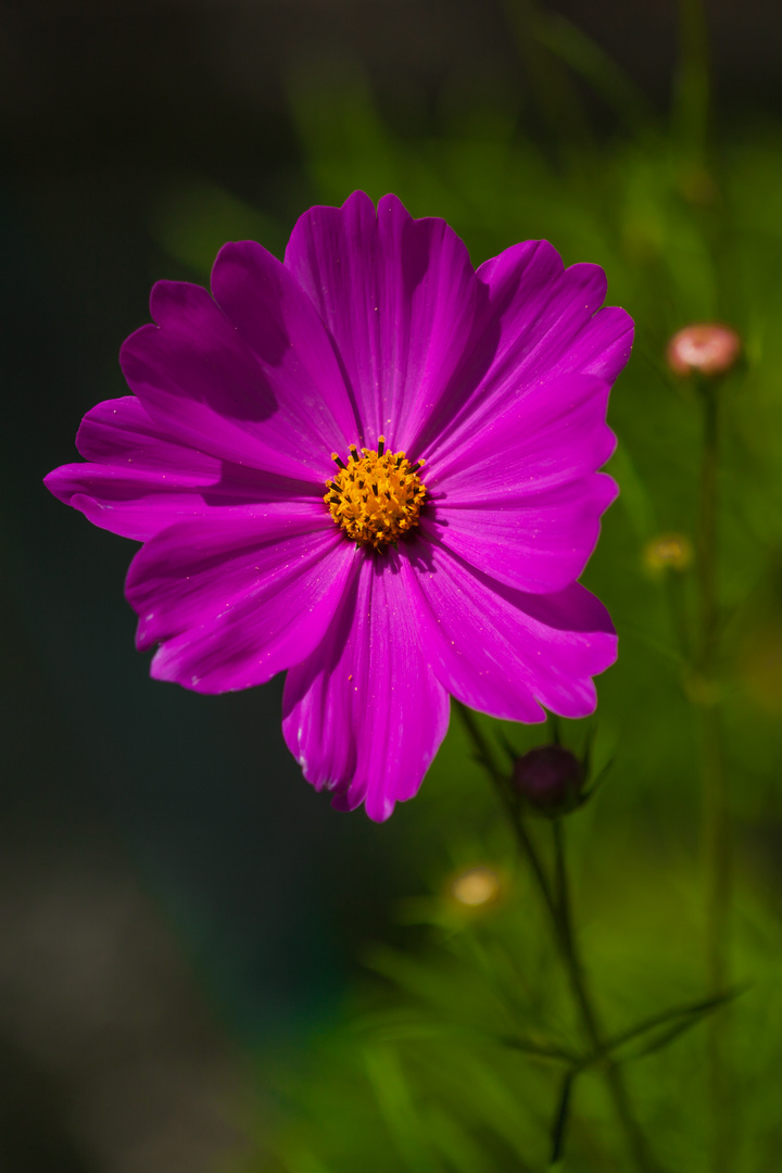 Blume aus dem Garten