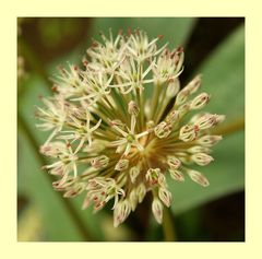 Blume aus dem Garten II