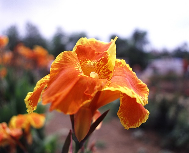 Blume aus dem Mittelmeer