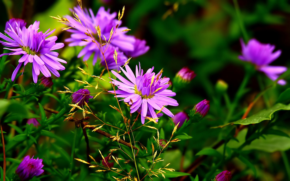 Blume aus dem Moor. Herbstaster