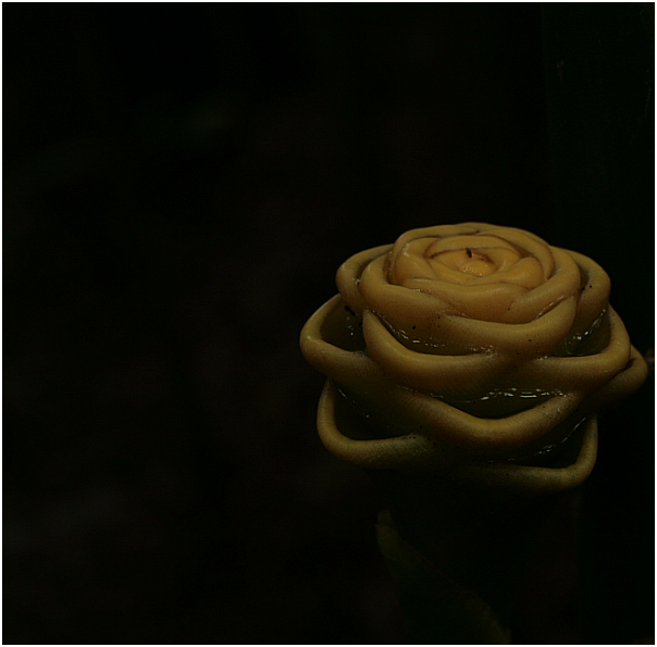 Blume aus dem Palmengarten