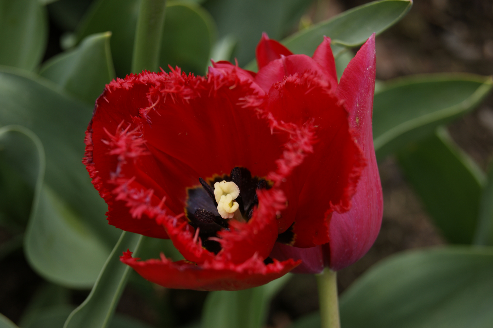 Blume aus der Bundesgartenschau Kaiserslautern