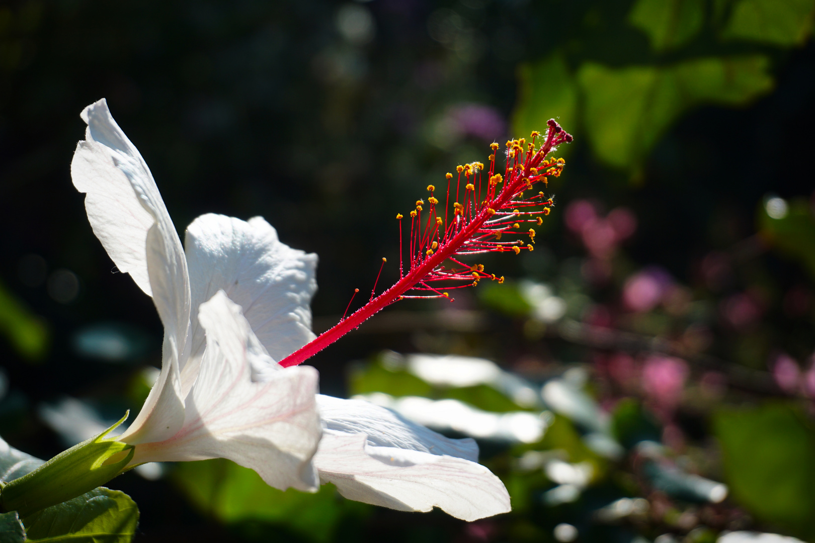 Blume aus einem Italienischem Garten...