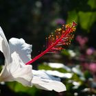 Blume aus einem Italienischem Garten...