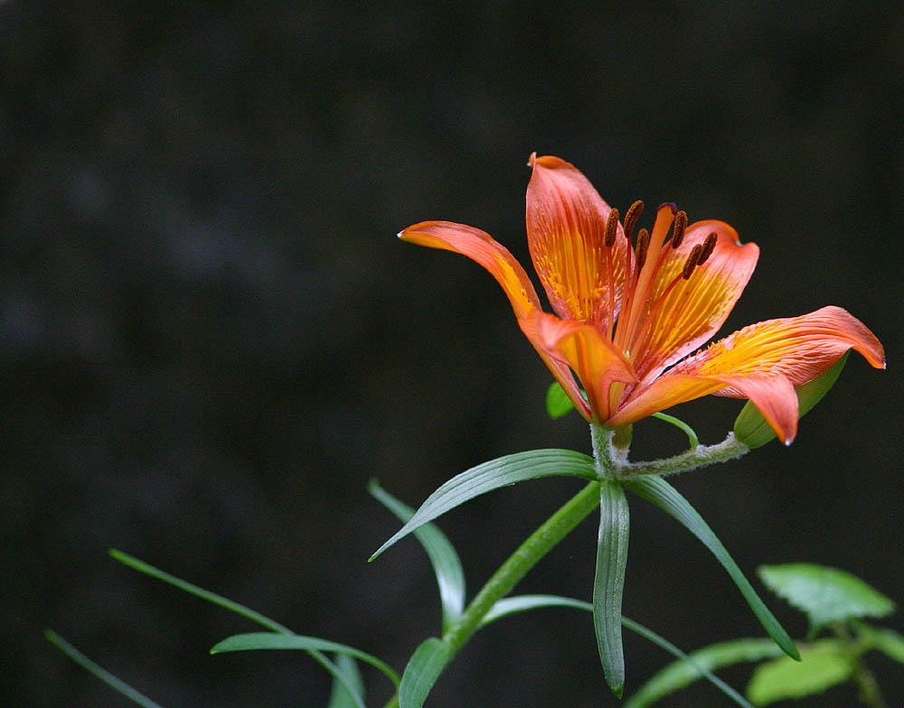 Blume aus einer Italienischen Berglandschaft