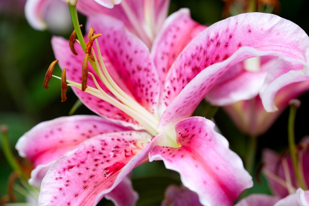 Blume aus Eltern's Garten